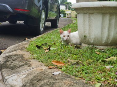 A white cat with orange eyes sits near a large white planter, partially hidden in the grass. A car is parked in the background