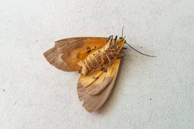 Detaylı Kanat desenleri olan hassas bir portakal güvesinin yakın görüntüsü, Açık Renkli bir yüzeyde dinleniyor, Karmaşık Vücut Yapısını ve Antenini Gösteriyor, Böcek Anatomisinin Doğal Güzelliğini Gösteriyor, Doğanın Küçük Yaratıklarının Harikalarını Vurguluyor.