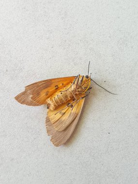 Açık renkli bir yüzeyde dinlenen, Karmaşık Böcek Anatomisi ve Doğal Güzellik Gösteren, Ayrıntılı Kanat Örnekleri olan Hassas Portakal Güvesinin Yakın Görüntüsü.