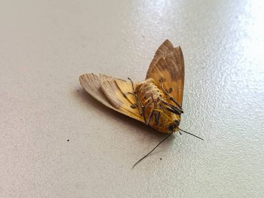Merhum Güve 'nin Hassas Kanat Yapısını ve Antenini Yakından Gözlemleyin, Anatomisinin Detaylarını Çok Yakından Anlamak. Böcek Morfolojisi Detaylı İncelemesi.