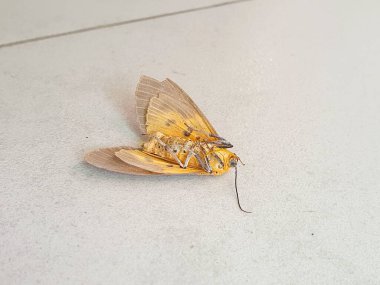 Merhum Güve 'nin Anatomisi' nin Ayrıntılı İncelemesini Gözlemleyin, Kanat Yapısını ve Vücut Özelliklerini Kapsamlı Olarak Açıklayın.