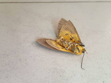 Bir Yüzeydeki Ölü Güve Yakından Bakışı, Hassas Kanatlarını ve Antenlerini Göstererek, Anatomisinin Karmaşık Detaylarını Ortaya Çıkararak; Böcek Morfizyolojisi ve Yaşam Döngüsü Üzerine Bir Çalışma