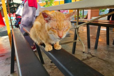 Turuncu Tabby Kedisi Gün Işığı Altında Dinleniyor; Kedi Rahatlaması, Huzurlu Hayvan Sahnesi, Kedi Duruşu ve Davranışı, Hayvan Refahı, Şehir Vahşi Hayatı, Sokak Kedisinin Günlük Yaşamı, Bir Kedinin Sessiz Anı, Bir Sakinlik Anı, Outdoo Anı