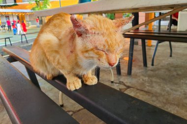 Açık havada dinlenen turuncu kediler cilt tahrişi ve muhtemelen mantar enfeksiyonu veya alerji belirtileri gösteriyor. Bir kedi arkadaşın bakıma ihtiyacı var. Açık Hava Hayvanları Koruma Dertleri.