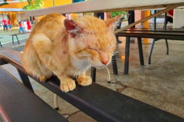 Turuncu Kedi Bençte Dinleniyor, Yaralı İşaretleri Gösteriyor, Gündüz Dışarıda, Veterinere İhtiyaç Duyuyor, Terk Edilmiş, Yaralı Kedi İçin Yardım İstiyor, Hayvan Sağlığı Endişeleri Gerekiyor, Acil Yardım Gerekiyor