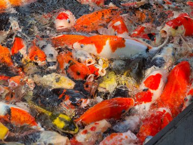 Canlı Koi Balığı Bir Gölette Yüzüyor ve Toplanıyor, Renkli Ölçeklerini ve Zarif Hareketlerini Serin Su Ortamında Gösteriyorlar, Güzelliklerinin ve Sualtı Ekosistemlerinin Çarpıcı Görüntüleriyle.