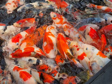 Koi Balığı: Canlı Renkler ve Su Cenneti 'ndeki Zarif Hareketler, Doğanın Güzelliğini Gösteren Büyüleyici Sualtı Balesi. Yüzen Koi Balığı Şovu Enfes Şablon ve Şekiller.