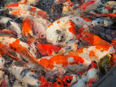 Koi Balığı Bir Gölette Zarif Yüzüyor, Canlı Renkler ve Sualtı Yaşamının Şablonları, Görkemli ve Huzurlu Sualtı Sahnesi, Doğanın Güzelliğine Huzurlu Bir Kaçış, Enfes Detayları Gösteren Renkli Balıklar.