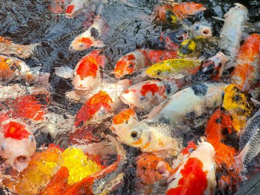 Koi Balığı Toplama: Canlı Renkler ve Bir Su Bahçesinde Zarif Hareketler, Ahenk İçinde Gelişen Su Yaşamı, Birlikte Yüzen Renkli Balıklar