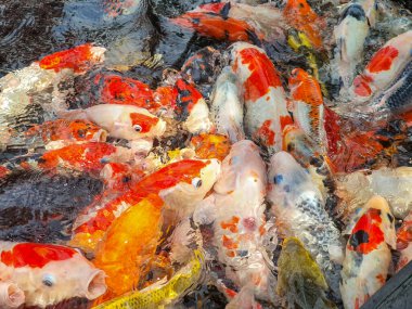 Koi Balığı Toplama: Canlı Renkler ve Bir Su Bahçesinde Zarif Hareketler, Yüzme ve Etkileşim. Doğanın Güzelliği 'nin Su Manzarası.