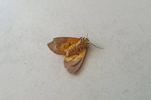 Açık Gri bir yüzeyde dinlenen hassas, soluk turuncu güve görüntüsü; Böcek Anatomisini Gözlemlemek, Böcek Kanat Yapısını İncelemek, Böcek Biyolojik Çeşitliliğini Keşfetmek, Güve Kanatlarının İnce Renk Çeşitlerini Analiz etmek, Exa