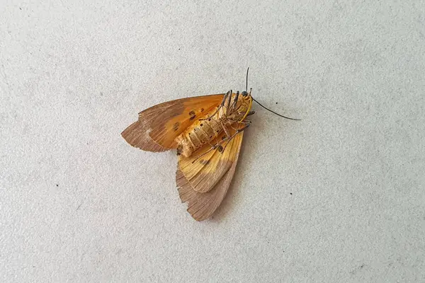 Bronz Kanatlı Düşen Güve 'nin Ayrıntılı Yakın Çekimi ve Açık Gri Yüzeyde Benekli Vücut: Böcek Anatomisi ve Doğanın Hassas Güzelliği Üzerine Bir Çalışma. Bu Küçük Yaratığın Karmaşık Kanat Kalıplarını ve Vücut Yapılarını Keşfetmek.