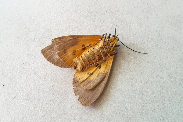 Detaylı Kanat desenleri olan hassas bir portakal güvesinin yakın görüntüsü, Açık Renkli bir yüzeyde dinleniyor, Karmaşık Vücut Yapısını ve Antenini Gösteriyor, Böcek Anatomisinin Doğal Güzelliğini Gösteriyor, Doğanın Küçük Yaratıklarının Harikalarını Vurguluyor.