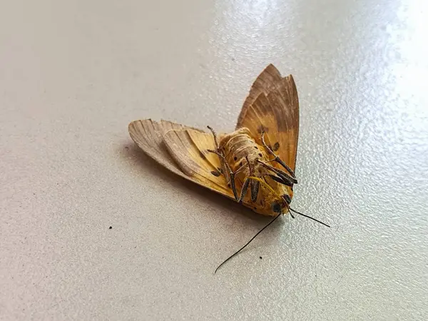 Merhum Güve 'nin Hassas Kanat Yapısını ve Antenini Yakından Gözlemleyin, Anatomisinin Detaylarını Çok Yakından Anlamak. Böcek Morfolojisi Detaylı İncelemesi.