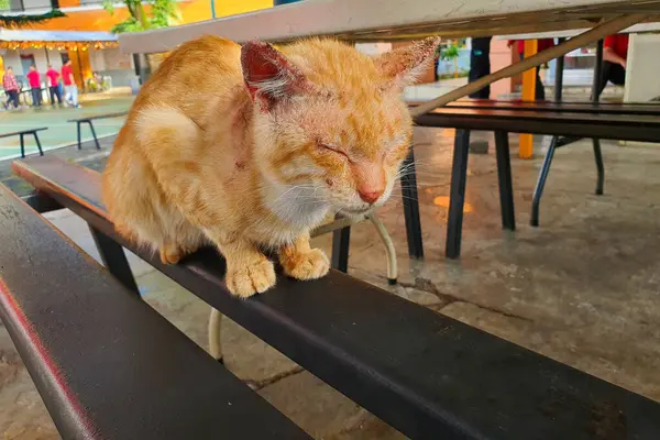 Turuncu Tekir Kedi Park Bençinde Dinleniyor, Cilt tahrişi ve Olası Yaralanma Belirtileri Gösteriliyor, Veterinerlik Bakımı Gerekiyor, Açık havada Bakım.