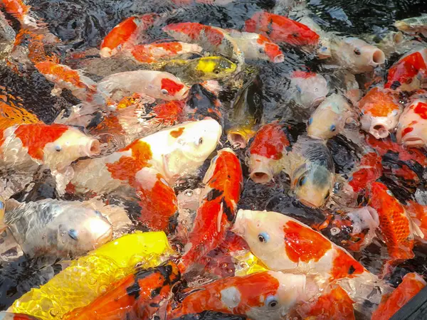 Koi Balığı Zarif Yüzme ve Bir Gölette Beslenme: Su Altında Renkli Su Balığı, Canlı Renkler ve Şablonlarla Çeşitli Koi Çeşitlerini Gösteren, Doğanın Su Dünyasında Büyüleyici Güzellik.