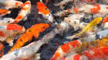 Renkli Koi Balığı, Nishikigoi ya da Amur sazanlarından oluşan büyük bir grup su akıntısında aktif olarak oynayarak onlara atılan yiyecek parçacıklarını takip ediyorlar.