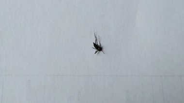 Siyah karıncalar tarafından hedef alınan ve taşınan ölü sivrisinek..