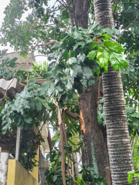 Yeşil yapraklarla dolu kalın bir ağaç dalı kırılır ve ana ağaç gövdesine tehlikeli bir şekilde asılır..