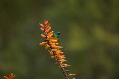 A collared sunbird, Hedydipna collaris, perches on an aloe plant. clipart
