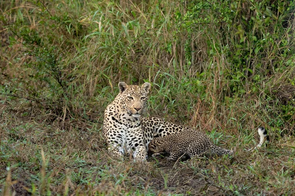 Leopard Její Mládě Panthera Pardusová Leží Spolu Trávě Mláďata Čmuchají — Stock fotografie