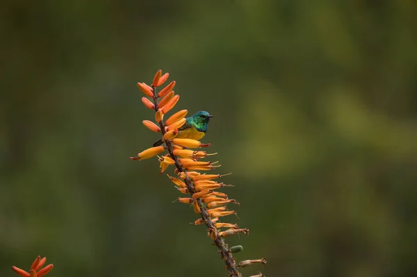 Sluneční Pták Obojku Hedydipna Collaris Hřaduje Aloe Rostlině — Stock fotografie