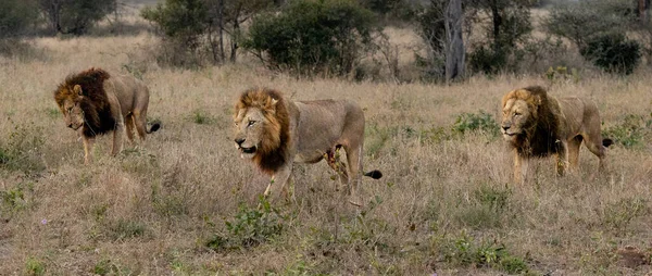 Drei Männliche Löwen Panthera Leo Gehen Gemeinsam Durch Das Gras — Stockfoto