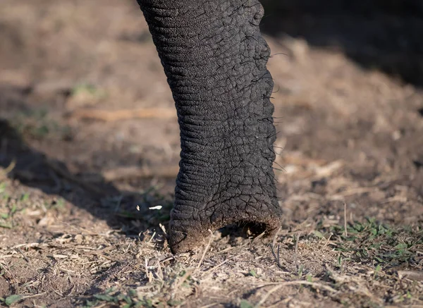Close Elephant Loxodonta Africana Trunk — Stock Photo, Image