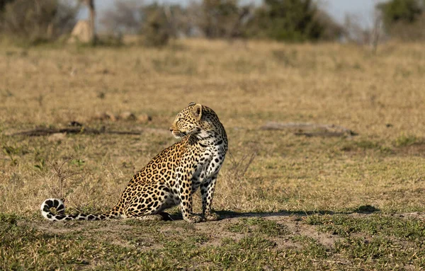 Leopardo Panthera Pardus Sienta Hierba Mira Hacia Atrás — Foto de Stock