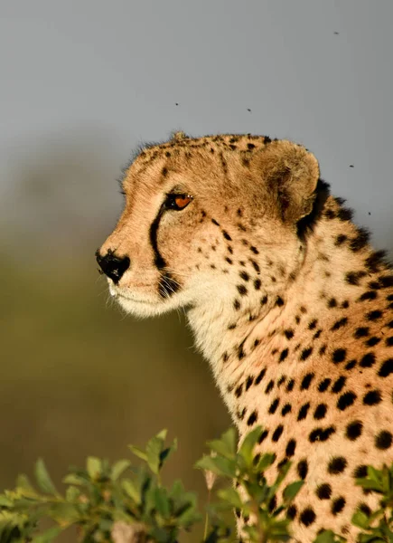Een Kant Profiel Van Een Cheetah Acinonyx Jubatus — Stockfoto
