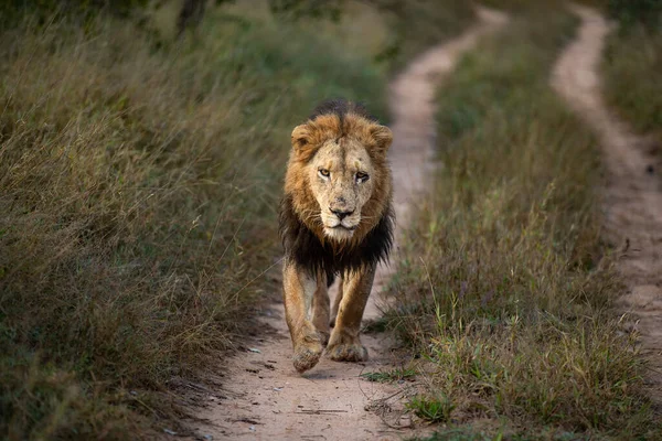Ein Männlicher Löwe Panthera Leo Geht Eine Straße Entlang Frontal — Stockfoto