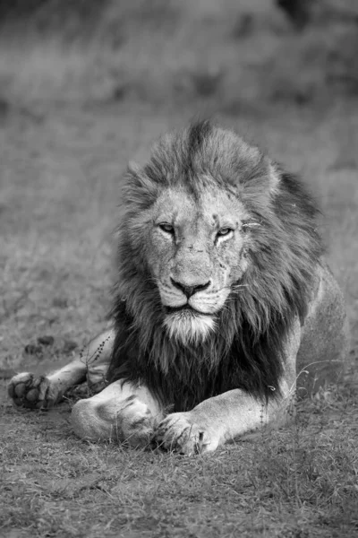 一头雄性狮子 豹狮子座 躺在草地上 抬起头 直勾勾地凝视着 — 图库照片