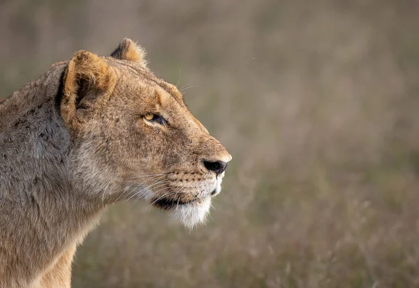 A lioness, Panthera leo, side profile stare.