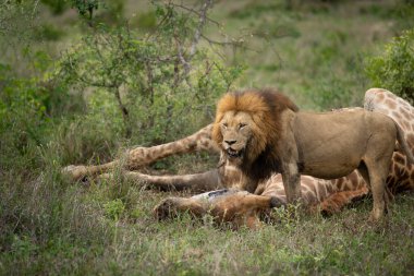 Male Lion, Panthera leo, feeding on a giraffe carcass. clipart