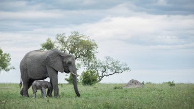 An elephant and her calf, Loxodonta africana, walking together in long grass. clipart