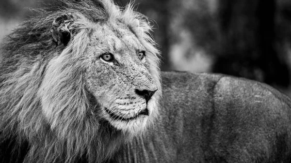 Retrato Leão Macho Panthera Leo Preto Branco — Fotografia de Stock