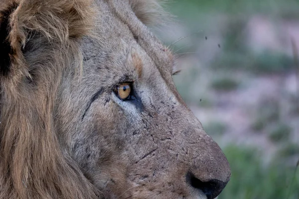 Eine Nahaufnahme Eines Männlichen Löwenauges Panthera Leo — Stockfoto