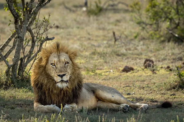 Ett Manligt Lejon Panthera Leo Som Ligger Ner — Stockfoto