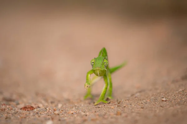 Front View Chameleon Walking Chamaeleonidae — Stock Photo, Image