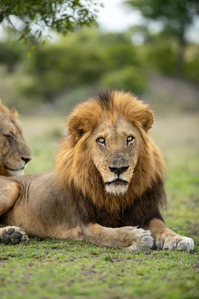 Close Male Lion Panthera Leo Direct Gaze — Stock Photo, Image
