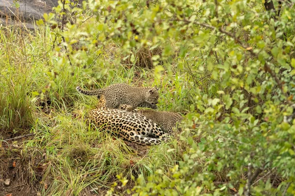 Leopardo Seus Dois Filhotes Panthera Pardus Jazem Juntos Grama — Fotografia de Stock