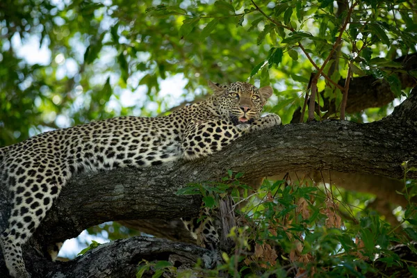 Une Femelle Léopard Panthera Pardus Couchée Sur Une Branche — Photo