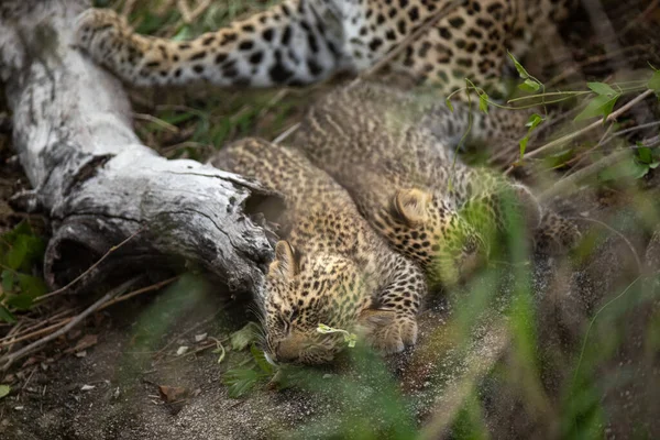 Dois Filhotes Leopardo Panthera Pardus Deitados Com Mãe — Fotografia de Stock