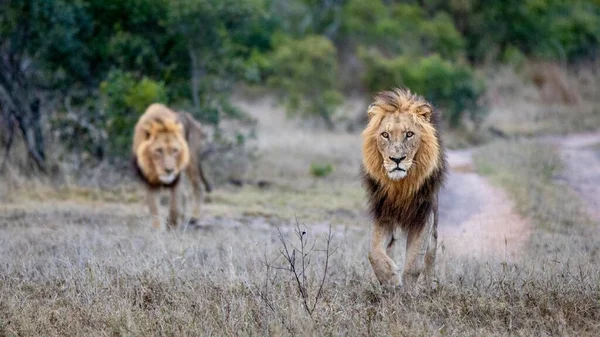 Two Male Lions Panthera Leo Walk Together — Stock Photo, Image