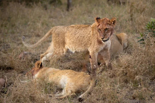 Lion cubs, Pathera leo, with their faces covered in blood after eating.