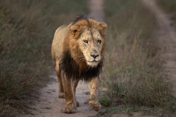 Ein Männlicher Löwe Pathera Leo Geht Eine Straße Entlang — Stockfoto