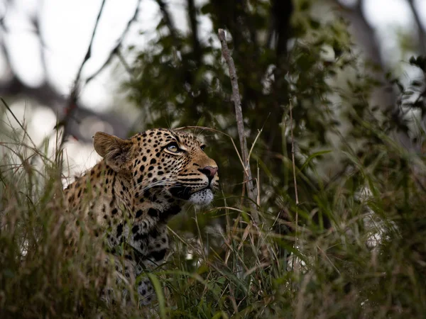 Léopard Panthera Pardus Couché Dans Herbe Regardant Vers Haut — Photo