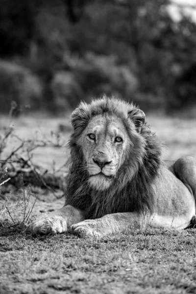 一头雄性狮子 豹狮子 躺在草地上 — 图库照片