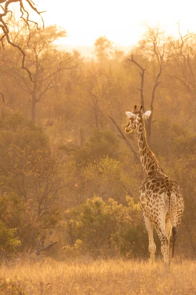 Uma Girafa Giraffa Camelopardalis Girafa Caminhando Pela Grama Nascer Sol — Fotografia de Stock