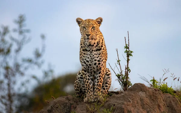 Leopard Panthera Pardus Sits Mound Direct Gaze — Stock Photo, Image